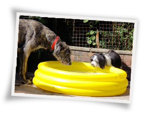 Dogs drinking from a paddling pool